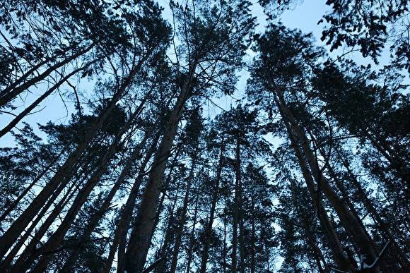 В Челябинской области задержали «черных лесорубов»: вывозили сосны под видом дров