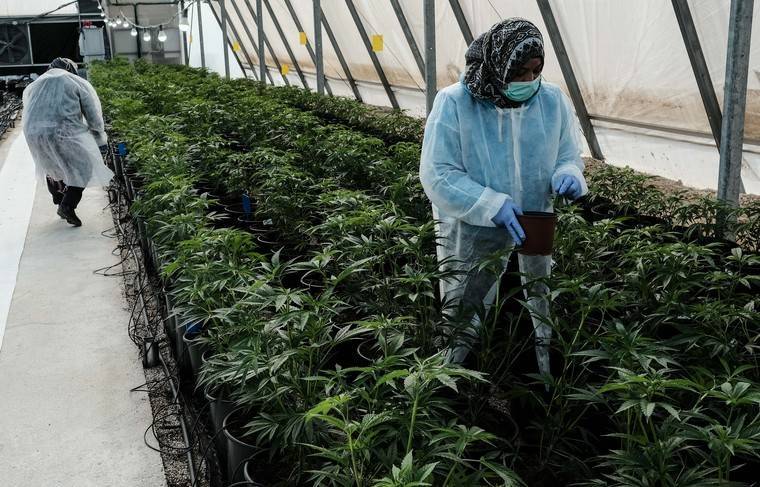 На Багамских островах хотят легализовать употребление марихуаны