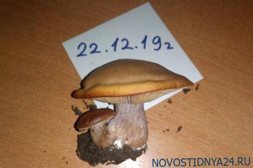 В конце декабря в Подмосковье собирают грибы
