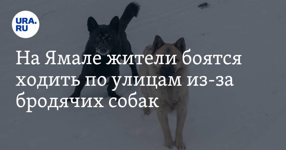 На Ямале жители боятся ходить по улицам из-за бродячих собак