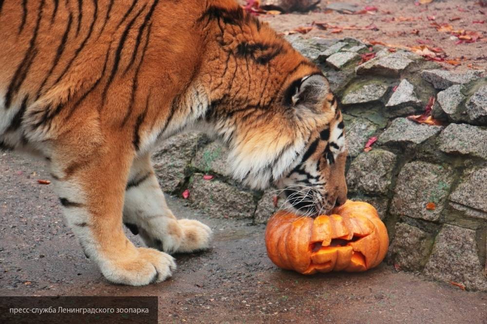 В дублинском зоопарке тигр пытался напасть на мальчика