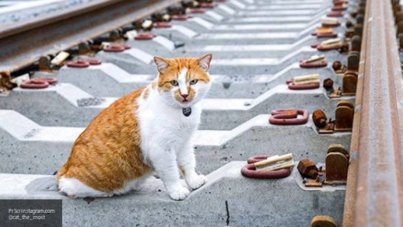 Мурлыкающий кот Мостик первым встретил пассажиров поезда в Крым