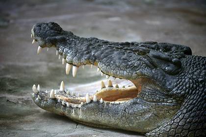 Жертву крокодила-людоеда вычислят по содержимому его брюха