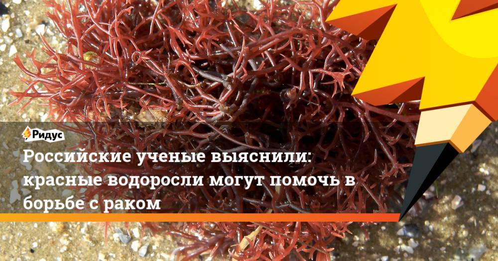Российские ученые выяснили: красные водоросли могут помочь в борьбе с раком