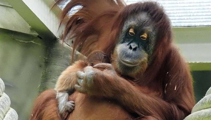 Московский зоопарк показал новорожденного суматранского орангутана