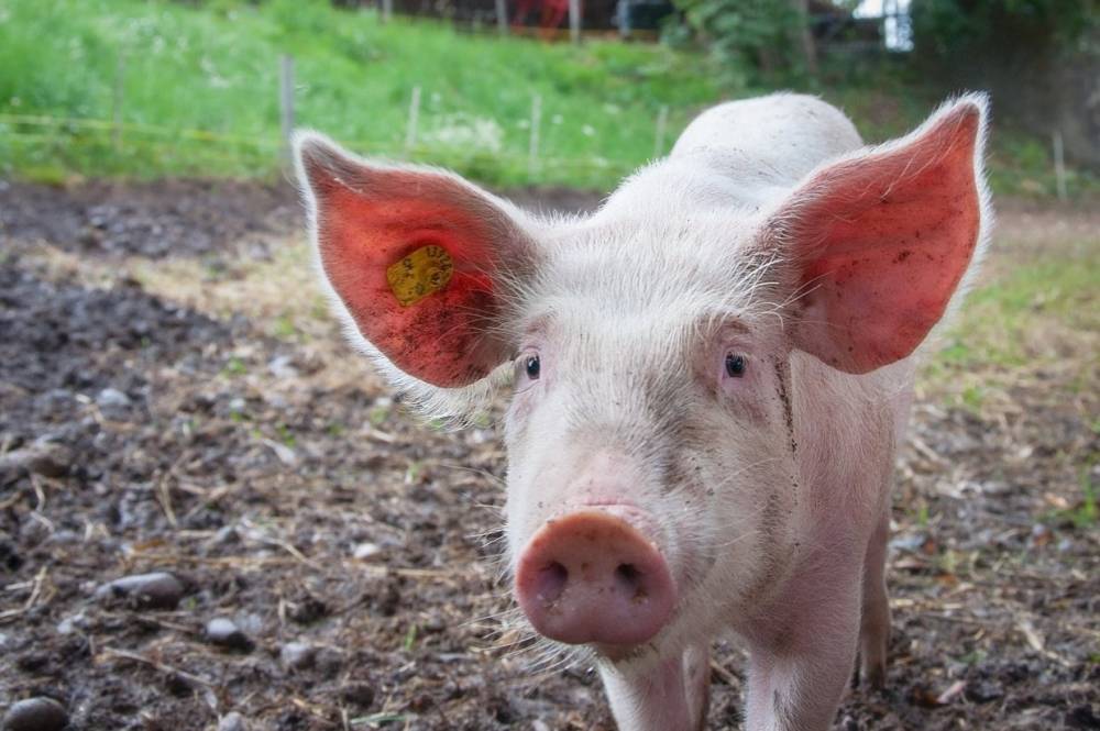 Следствие просит оштрафовать ветеринара свинокомплекса в Правдинске, которая скрыла чуму