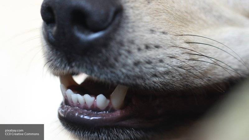 Дикие животные заражают домашних собак в регионах России эхинококкозом, заявил Онищенко