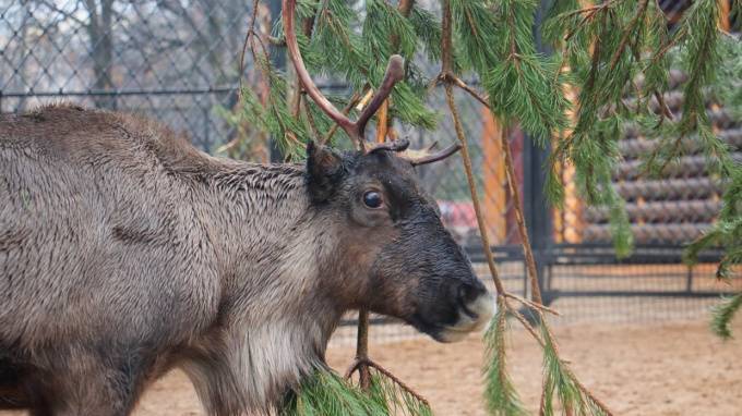 В&nbsp;Ленинградском зоопарке появились новые животные: альпаки, грифы и не только