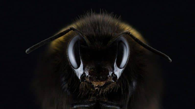 Гигантские шершни, опасные как для людей, так и пчел, появились в Вашингтоне