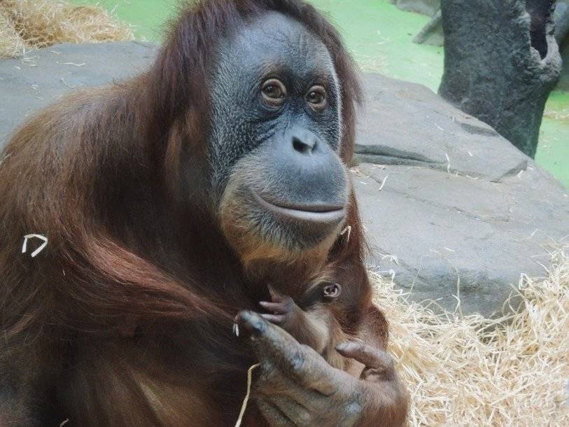 В Московском зоопарке родился детеныш редкого суматранского орангутана