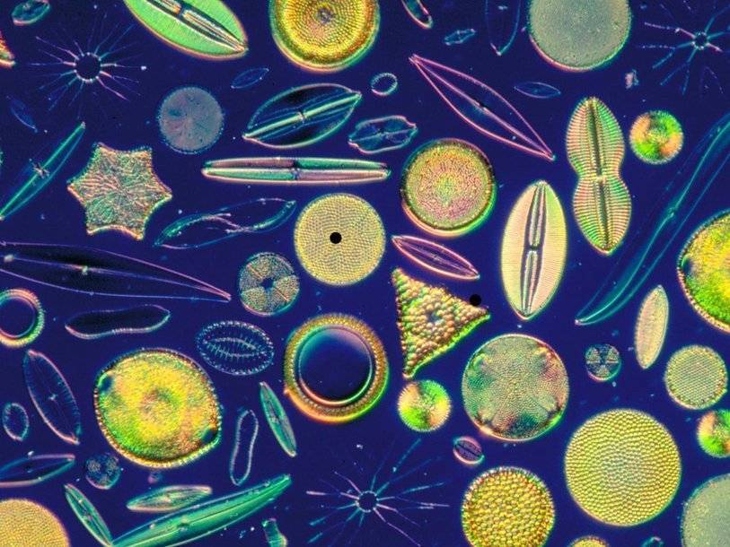 Математическая модель предсказывает колебания численности планктона