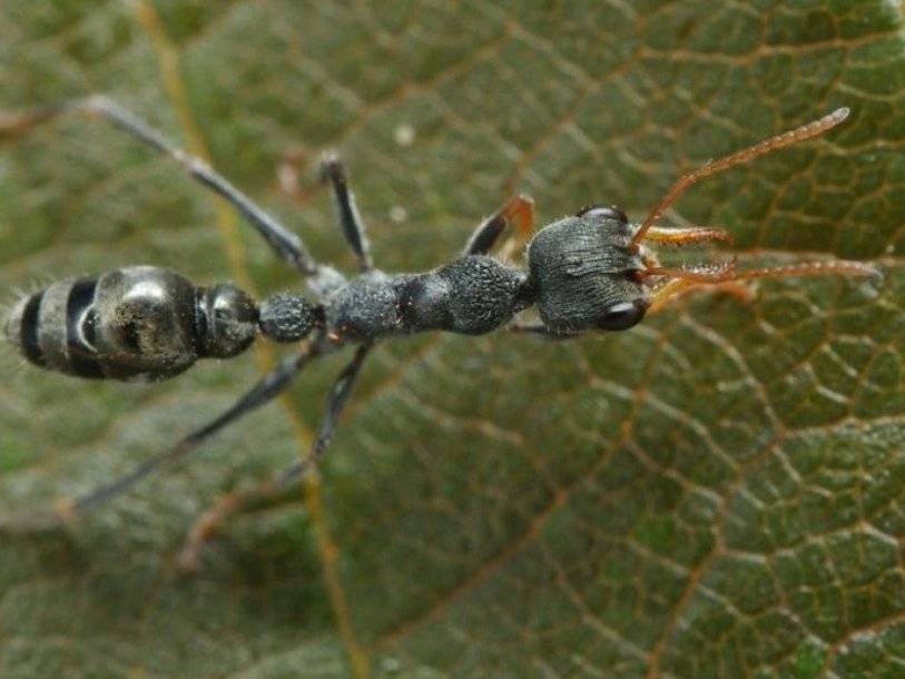 Австралийские врачи избавляют пациентов от аллергии на укусы муравьев-бульдогов