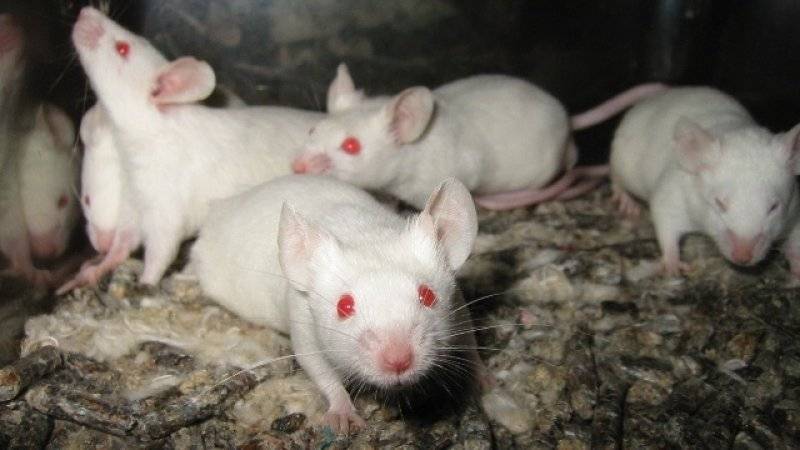 Ученые смогли создать яйцеклетки из ткани мыши и вырастить из них здоровое потомство