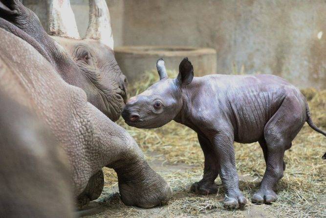 В канун Рождества в зоопарке Мичигана впервые за 100 лет родился черный носорог (фото, видео)