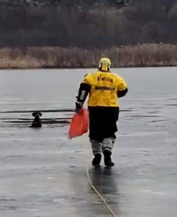Пожарные и полицейские спасли в Висконсине двух собак, провалившихся под лед. Одну — в канун Рождества