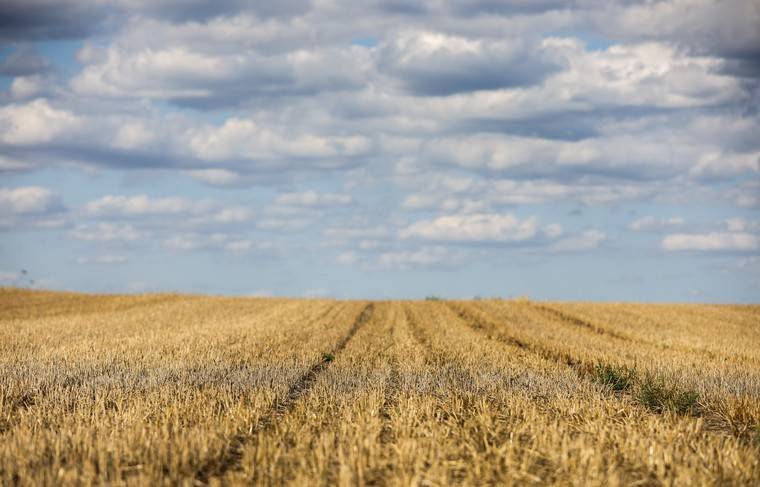 Путин: урожай зерна в 2019 году составит около 121 млн тонн