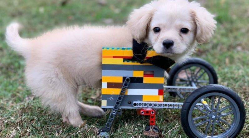 Щенок без 2 лапок получил инвалидное кресло из LEGO в подарок от 12-летнего мальчика