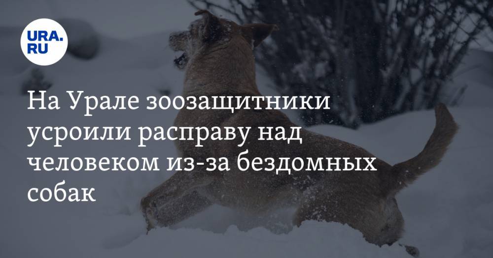 На Урале зоозащитники усроили расправу над человеком из-за бездомных собак. ФОТО