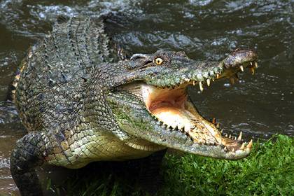 Рыбак полез за удочкой в тростник и погиб в пасти крокодила-людоеда