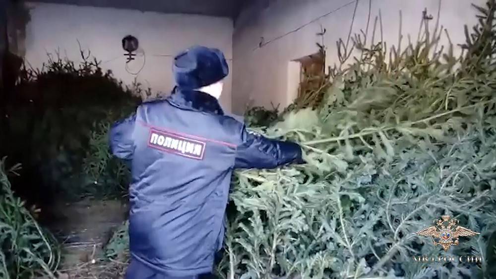 Незаконно срубившему елки россиянину грозит 7 лет тюрьмы