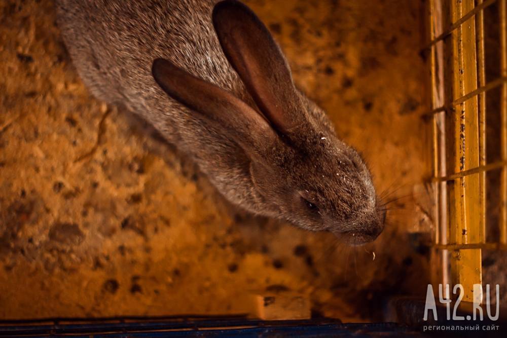 Авиакомпания не стала перевозить кроликов в Кузбасс, приняв их за грызунов