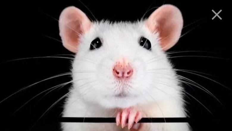 Зоозащитники открыли "горячую линию" помощи крысам на Новый год