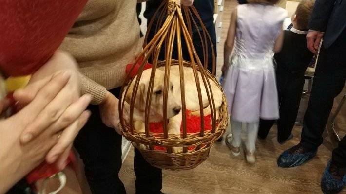 Путин подарил 12-летней девочке из Обнинска щенка золотистого ретривера