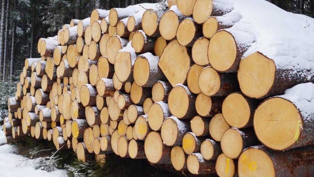 С начала года экспорт необработанной древесины снизился на четверть