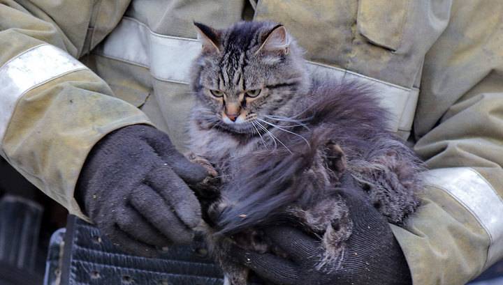 По две кошки в день: как МЧС спасает животных