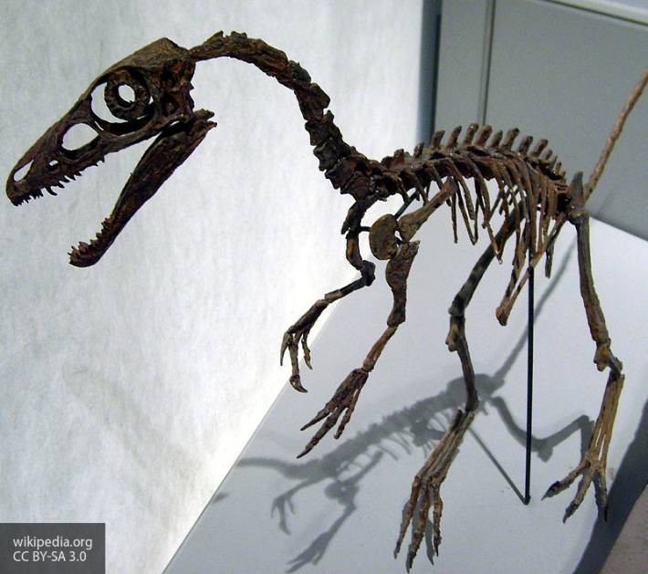 В Китае найдены останки древнего ящера