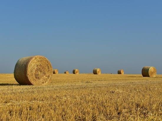 Продовольствие в безопасности: как сельское хозяйство стало локомотивом экономики