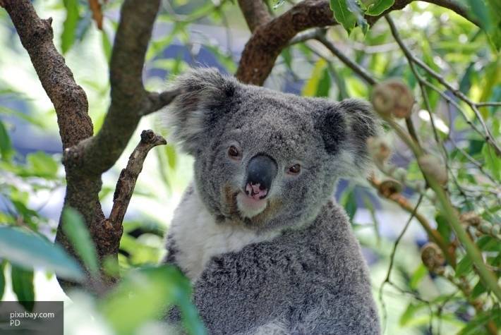 Около 8000 коал погибли в Австралии в результате пожаров
