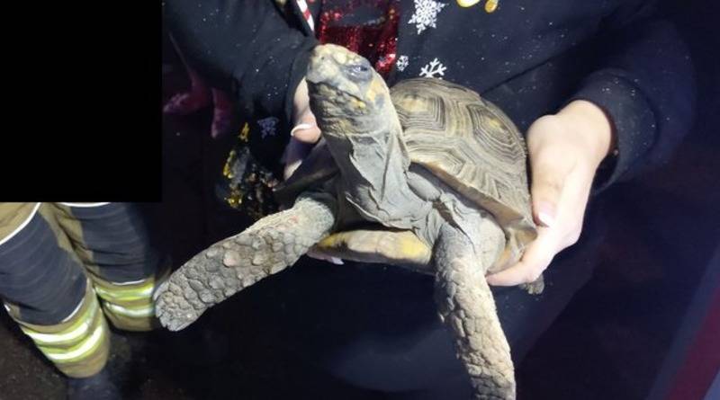 Сердито выглядящую черепаху спасли от пожара, который она же и устроила на Рождество (фото)