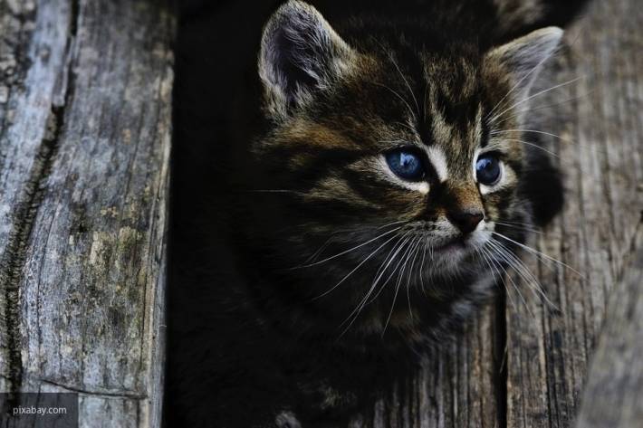 В Окуловском районе десятилетний мальчик спас котенка и соседей от пожара