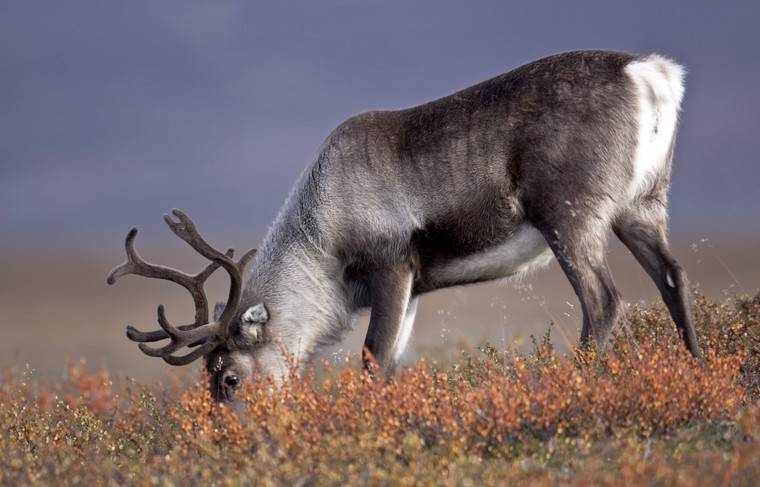 Нацпарк для сохранения дикого северного оленя появится в Якутии