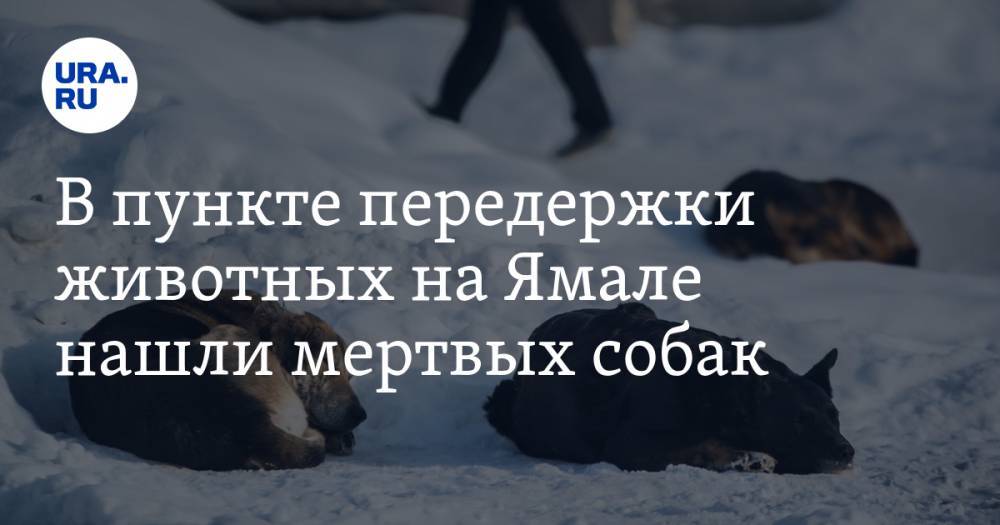 В пункте передержки животных на Ямале нашли мертвых собак