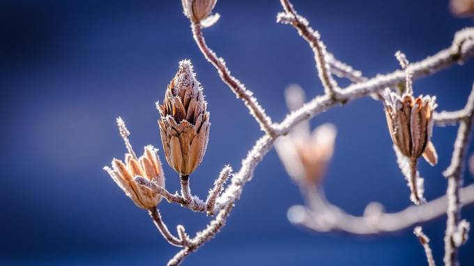 Аномально тёплая зима "разбудила" растения в Петербурге