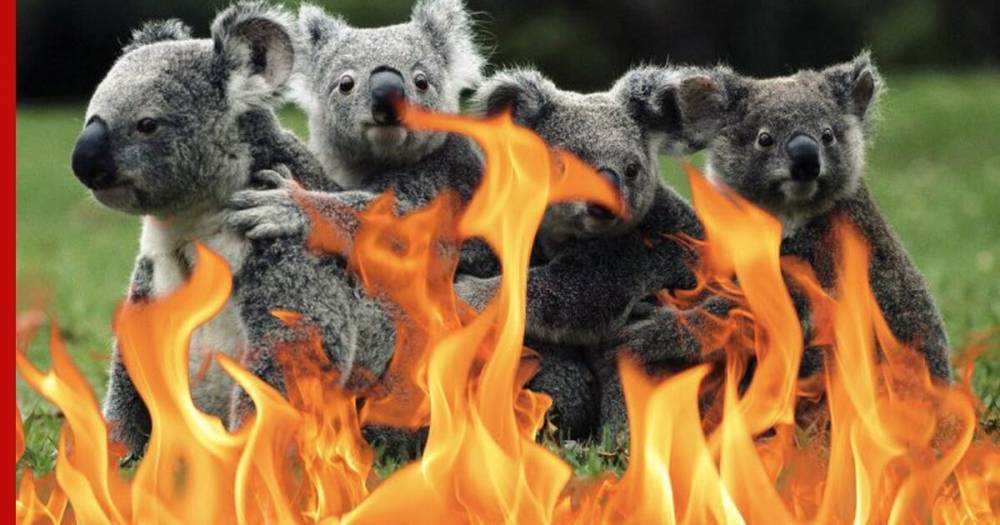В австралийских лесных пожарах могли погибнуть полмиллиарда животных