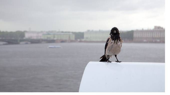 МЧС: в воскресенье петербуржцев ожидает усиление ветра