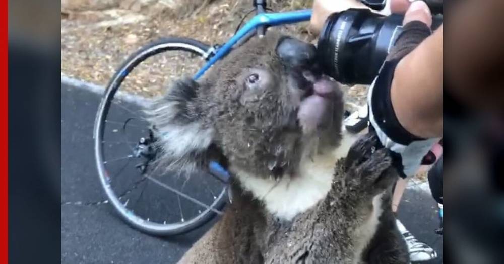 Сеть расстрогало видео с попросившей воды у людей коалой