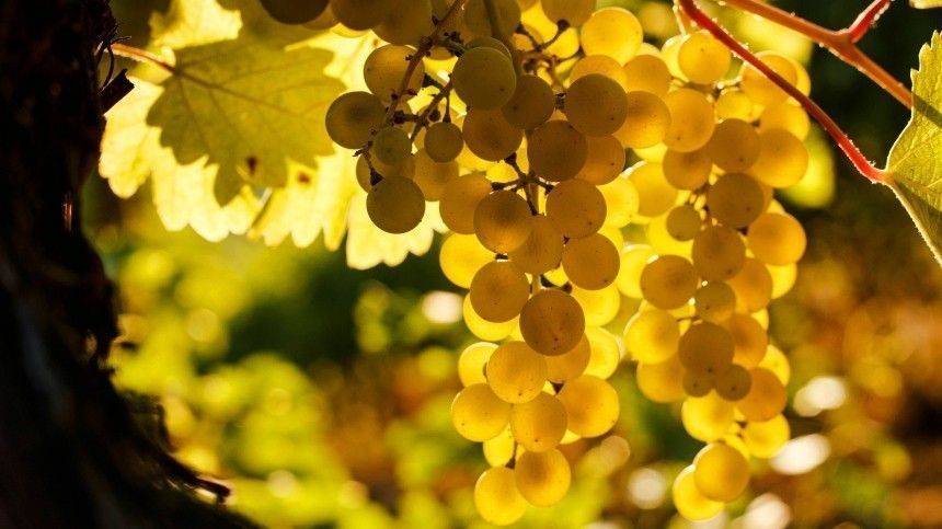 Историческое событие: Почему закон о виноградарстве и виноделии, подписанный Путиным, так важен для развития отрасли