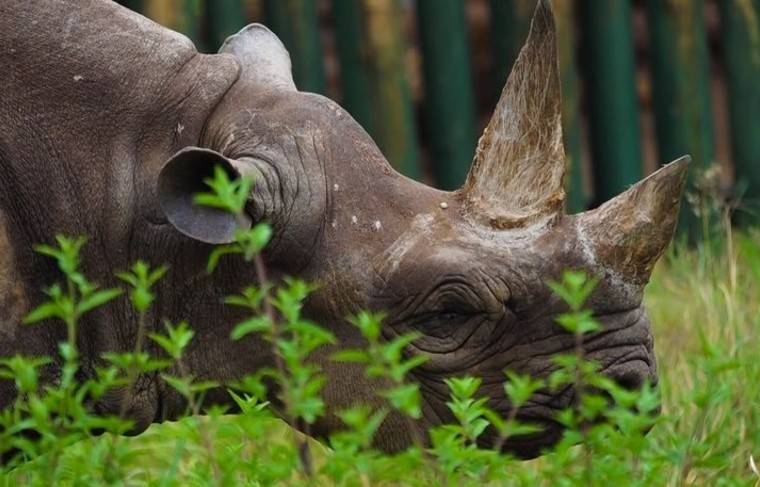 Самая старая в мире самка чёрного носорога умерла в Танзании