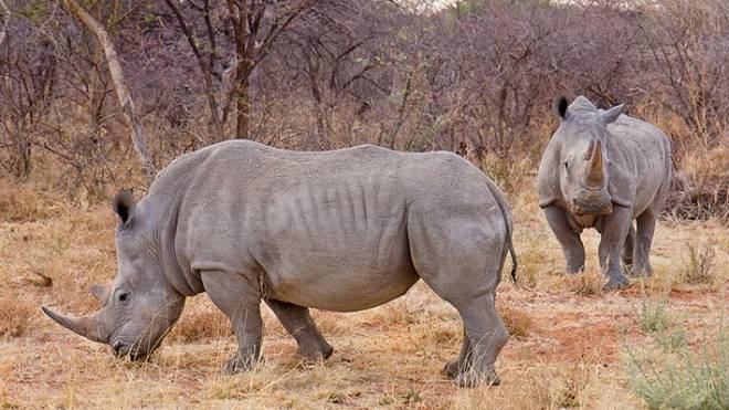Самая старая в мире самка черного носорога умерла в заповеднике Танзании