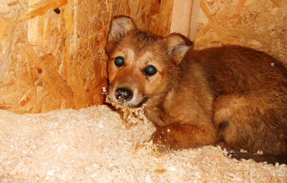 За 2019 год в Воркуте отловили 120 бездомных собак