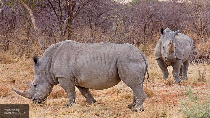 В заповеднике Танзании умер носорог-долгожитель