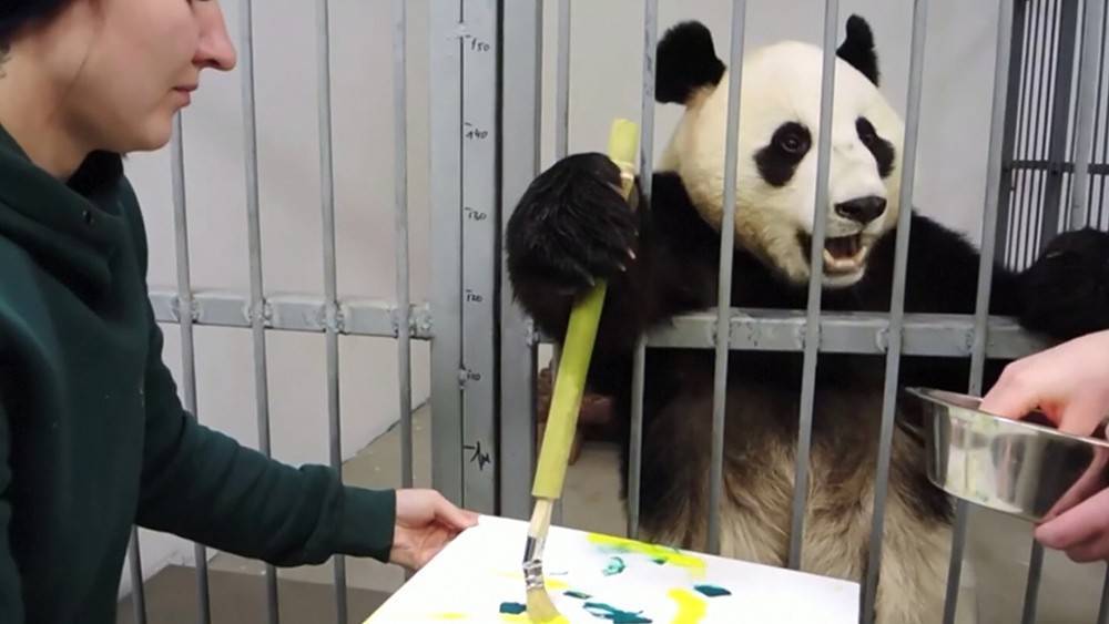 Панды в московском зоопарке научились рисовать