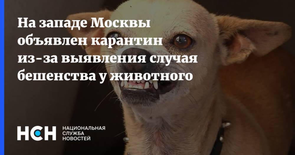 На западе Москвы объявлен карантин из-за выявления случая бешенства у животного