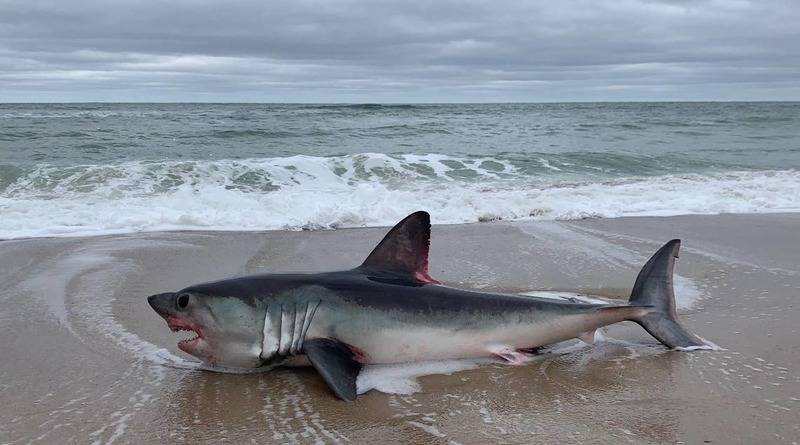 На пляже нашли двухметровую оскалившуюся акулу. Пока неизвестно, что убило ее (фото)