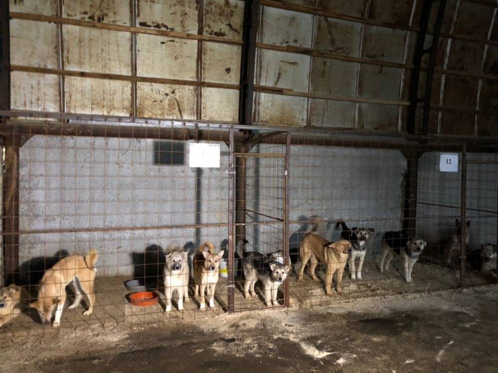На отлов и стерилизацию бездомных животных в Мурманске выделили более 13 млн рублей