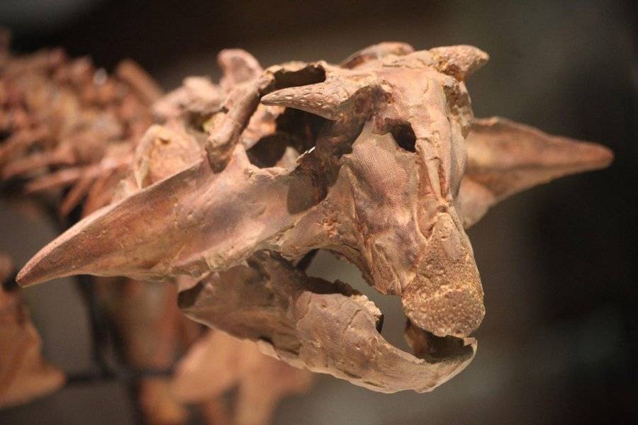 В Якутии нашли останки самых северных динозавров
